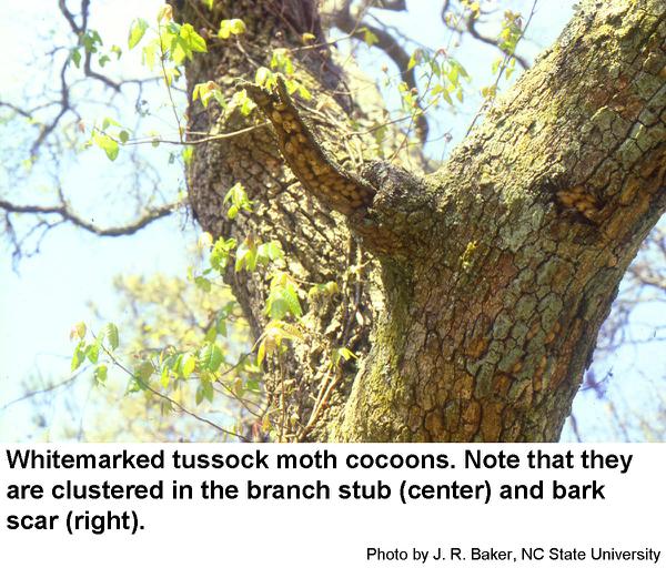 Thumbnail image for Whitemarked Tussock Moth